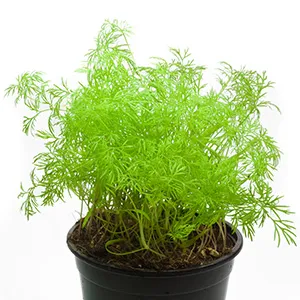 Tilli 9cm