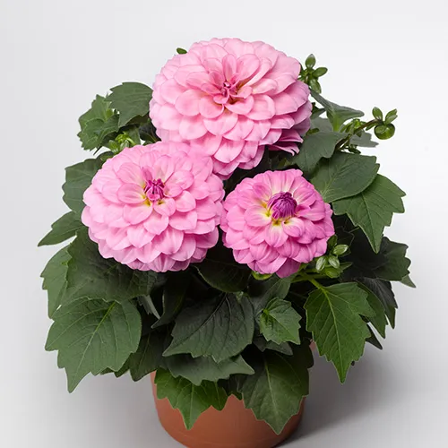 Daalia 12cm