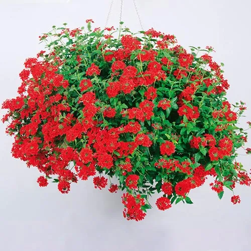 Rautayrtti 12cm